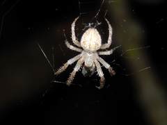 Pararaneus cyrtoscapus