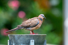 Columbidae