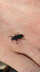 Menephilus cylindricus