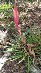 Tillandsia verapazana