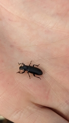 Menephilus cylindricus