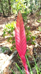 Tillandsia verapazana