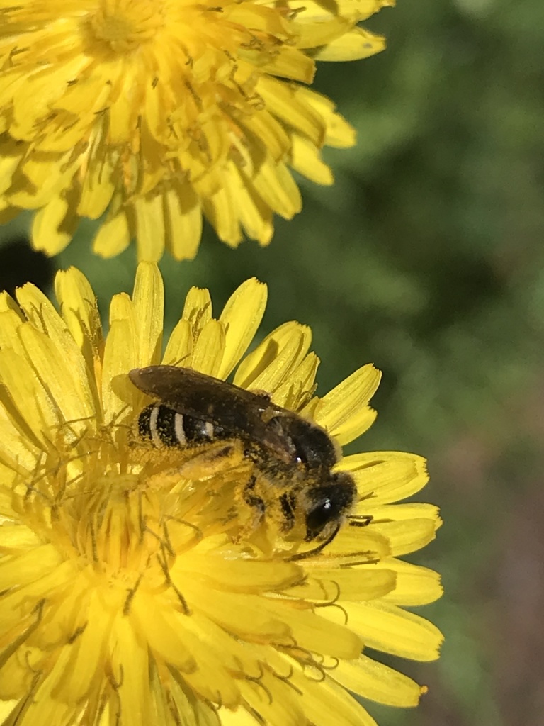 Tawny-legged Furrow Bee