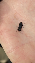 Menephilus cylindricus