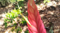 Tillandsia verapazana