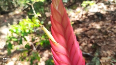 Tillandsia verapazana