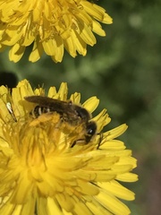 Halictus fulvipes