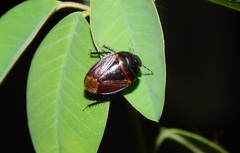 Macroscytus reflexus