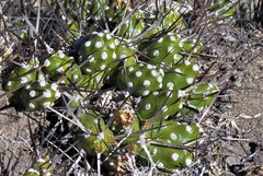 Maihueniopsis hickenii