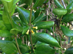 Alyxia stellata
