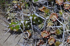 Maihueniopsis hickenii