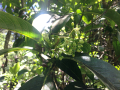 Psychotria hawaiiensis