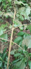 Benkara sinensis