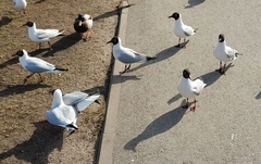 Chroicocephalus ridibundus