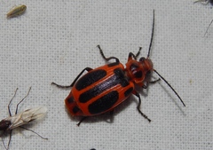 Lebistina peringueyi