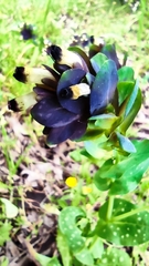 Cerinthe retorta