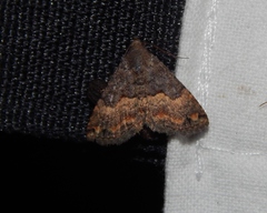 Eublemma nigrivitta