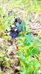 Cerinthe retorta