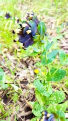 Cerinthe retorta