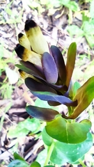 Cerinthe retorta
