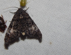 Marathyssa albidisca