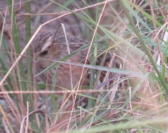 Mirafra rufocinnamomea pintoi