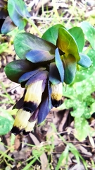 Cerinthe retorta