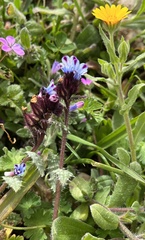 Anchusa variegata