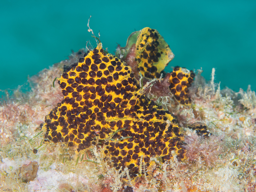 Symplegma zebra