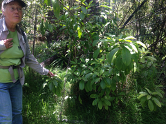 Charpentiera obovata