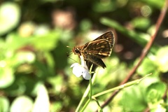 Taractrocera ardonia
