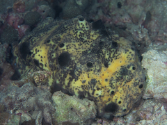 Stichopus