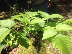 Rubus hawaiensis