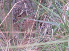 Mirafra rufocinnamomea pintoi