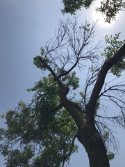 Fraxinus pennsylvanica