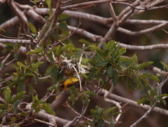 Ploceus castanops