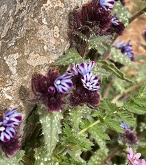 Anchusa variegata