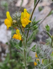 Linaria saxatilis