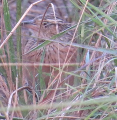 Mirafra rufocinnamomea pintoi