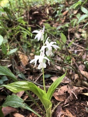 Calanthe aristulifera