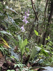 Calanthe aristulifera