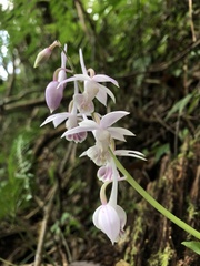 Calanthe aristulifera