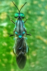 Eudmeta marginata
