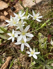 Ornithogalum
