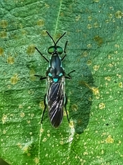 Eudmeta marginata