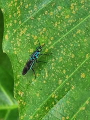 Eudmeta marginata