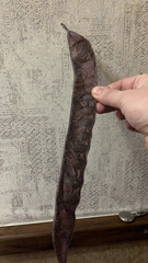 Gleditsia triacanthos