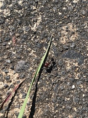 Messor minor hesperius