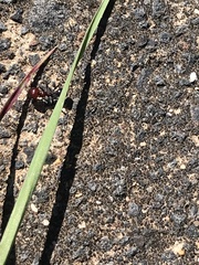 Messor minor hesperius