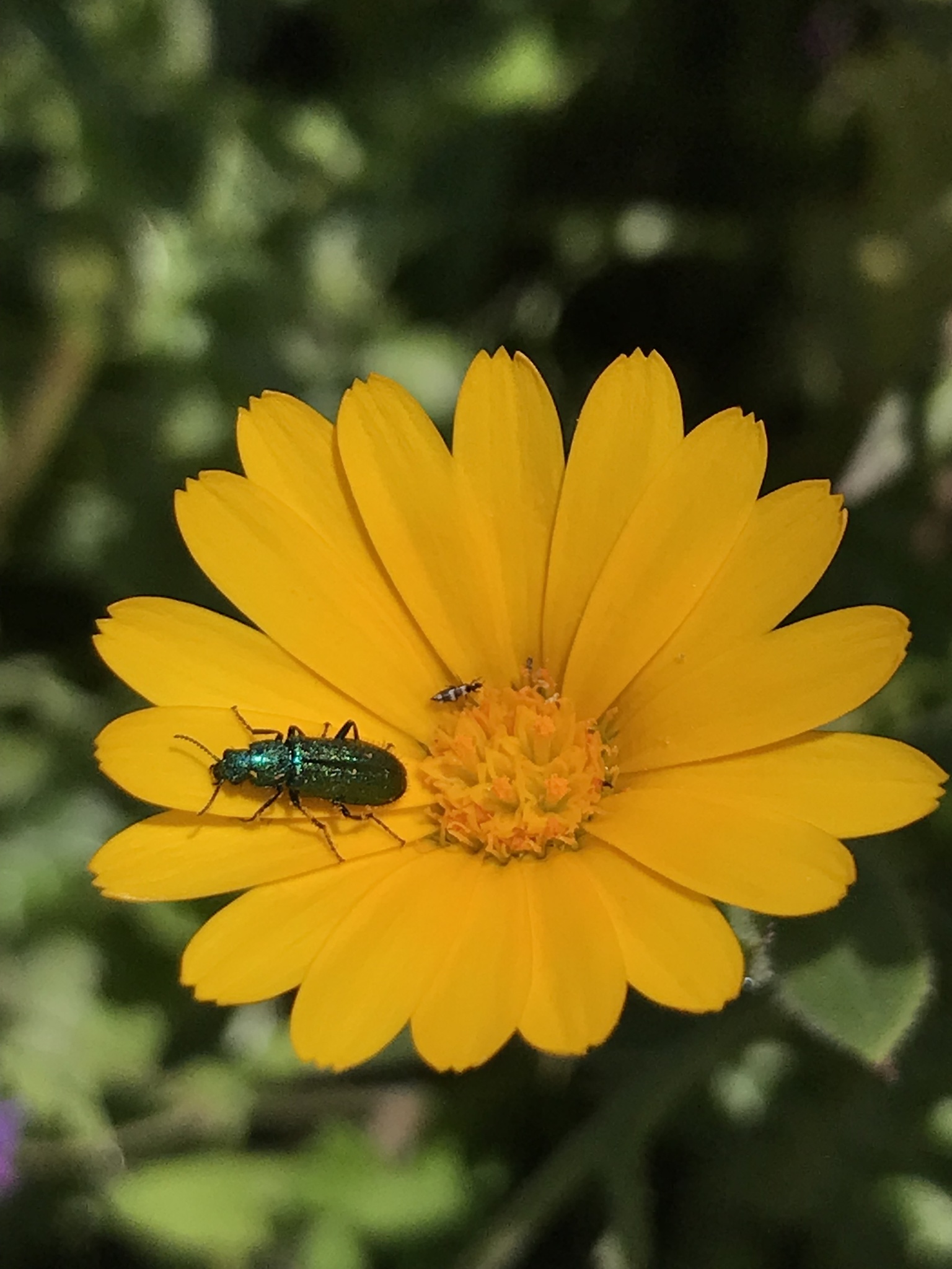 Psilothrix viridicoerulea